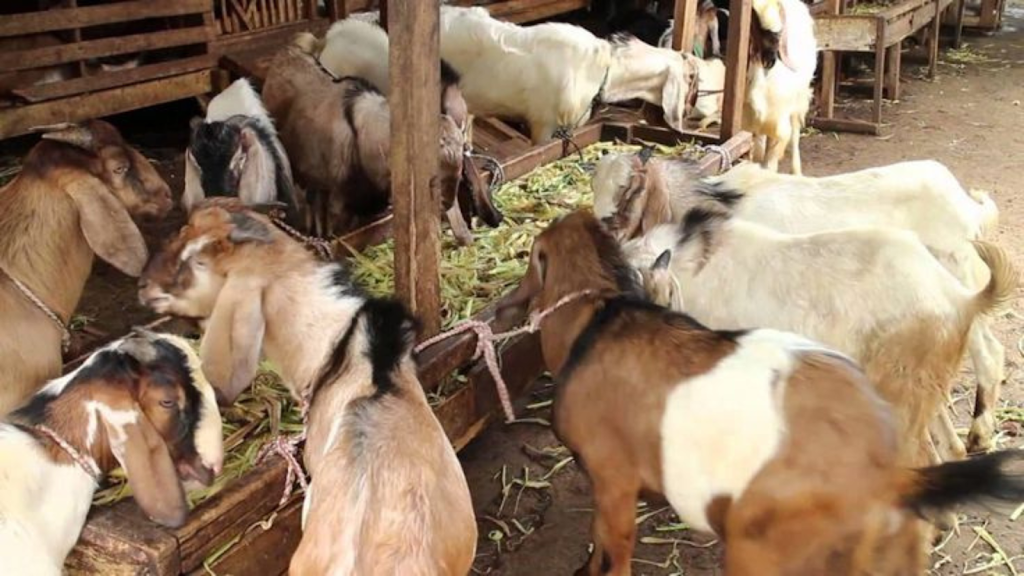 Jenis Kambing Ternak yang Populer di Indonesia