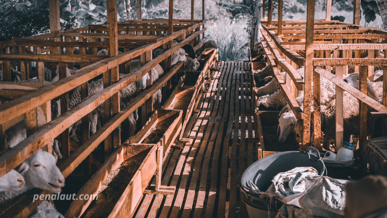 Cara Membuat Kandang Kambing Sederhana, Kokoh, dan Ideal untuk Peternak Pemula