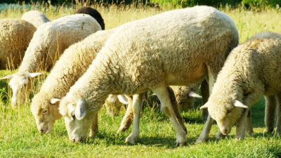 Wedus Gibas: Potensi dan Manfaat Ternak Domba Lokal