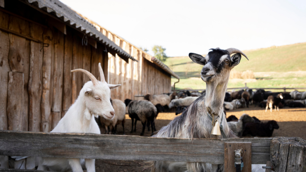 Analisa Ternak Domba 10 Ekor: Modal, Keuntungan, dan Strategi Sukses