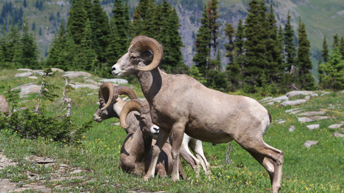 Mengenal Domba Gunung: Si Tangguh dari Lereng dan Bukit