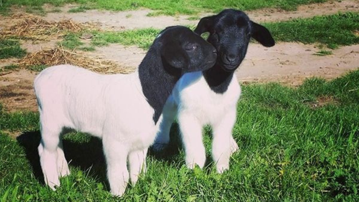 Domba Doper: Ras Pedaging Unggul untuk Ternak Modern