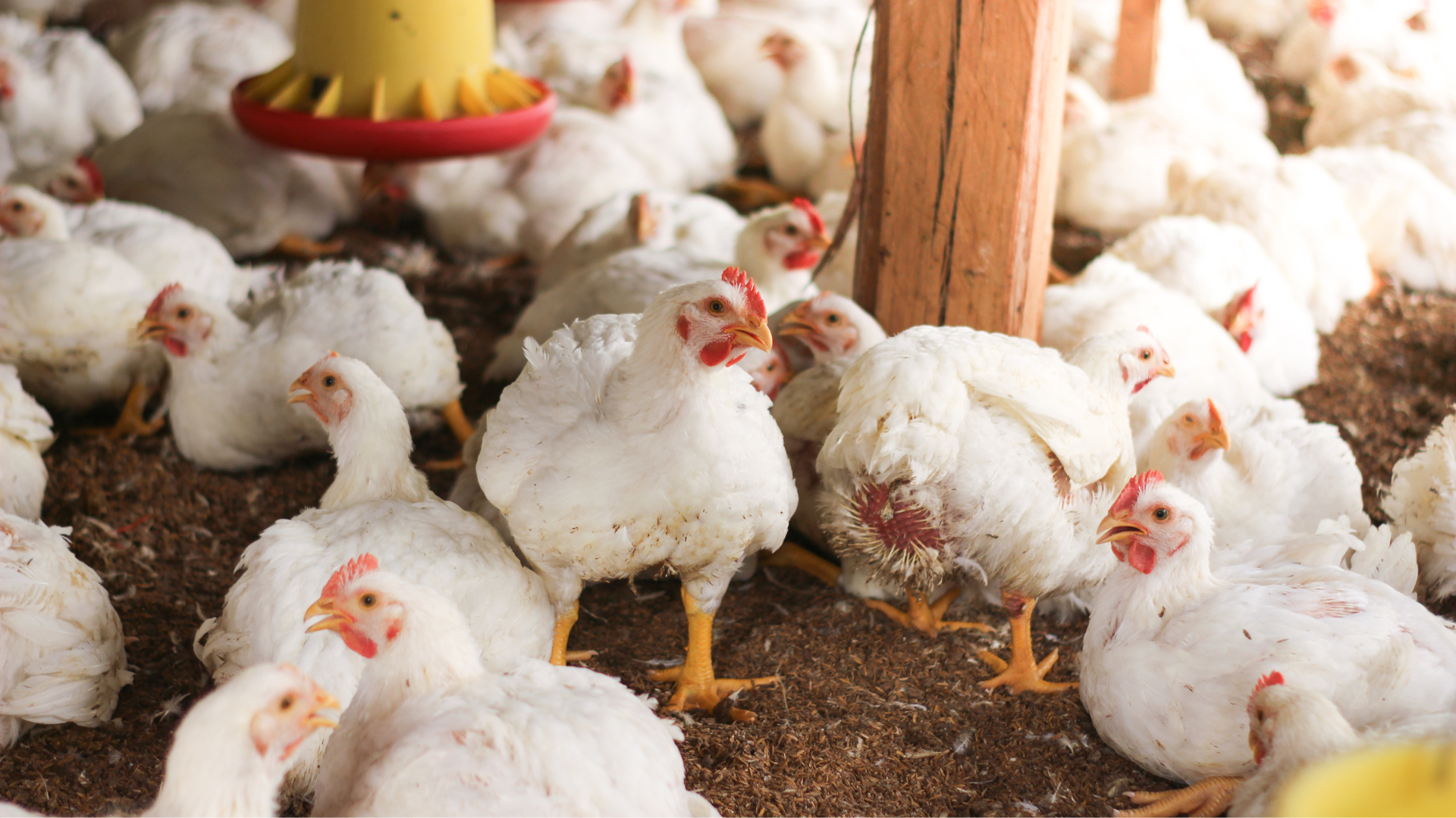 Usaha Ternak 1 Bulan Panen: 7 Jenis Ternak Cepat Menghasilkan dengan Modal Terjangkau