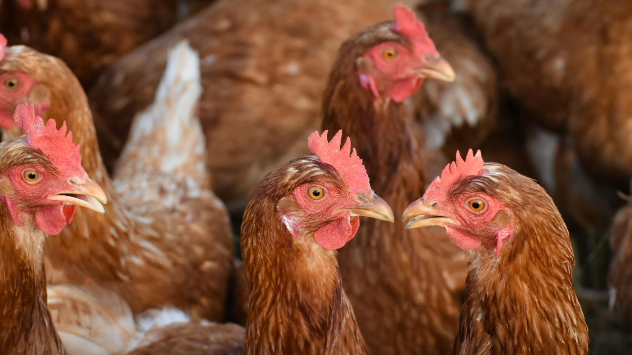 Cara Beternak Ayam Kampung untuk Pemula: Panduan Lengkap Hingga Panen