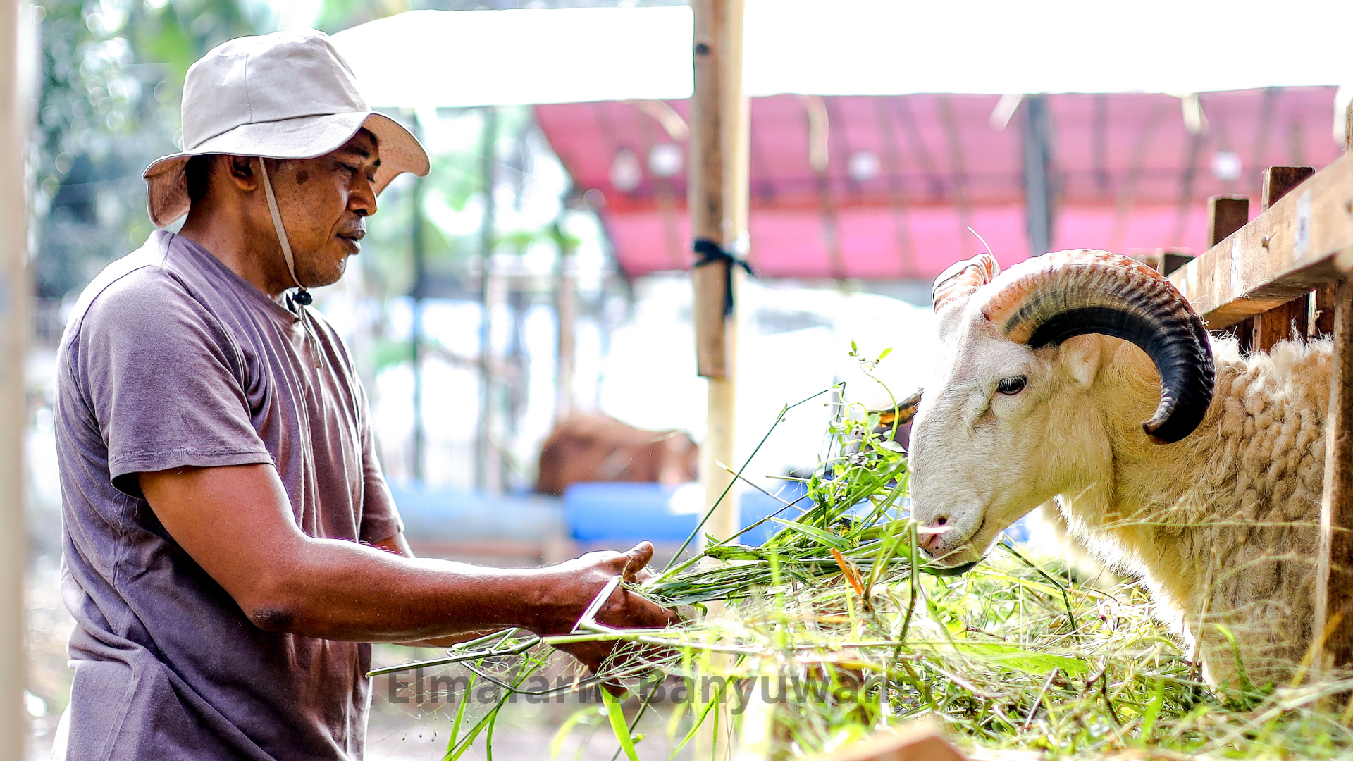 Jenis-Jenis Domba Ternak di Indonesia: Ciri, Keunggulan, dan Potensi Pasar