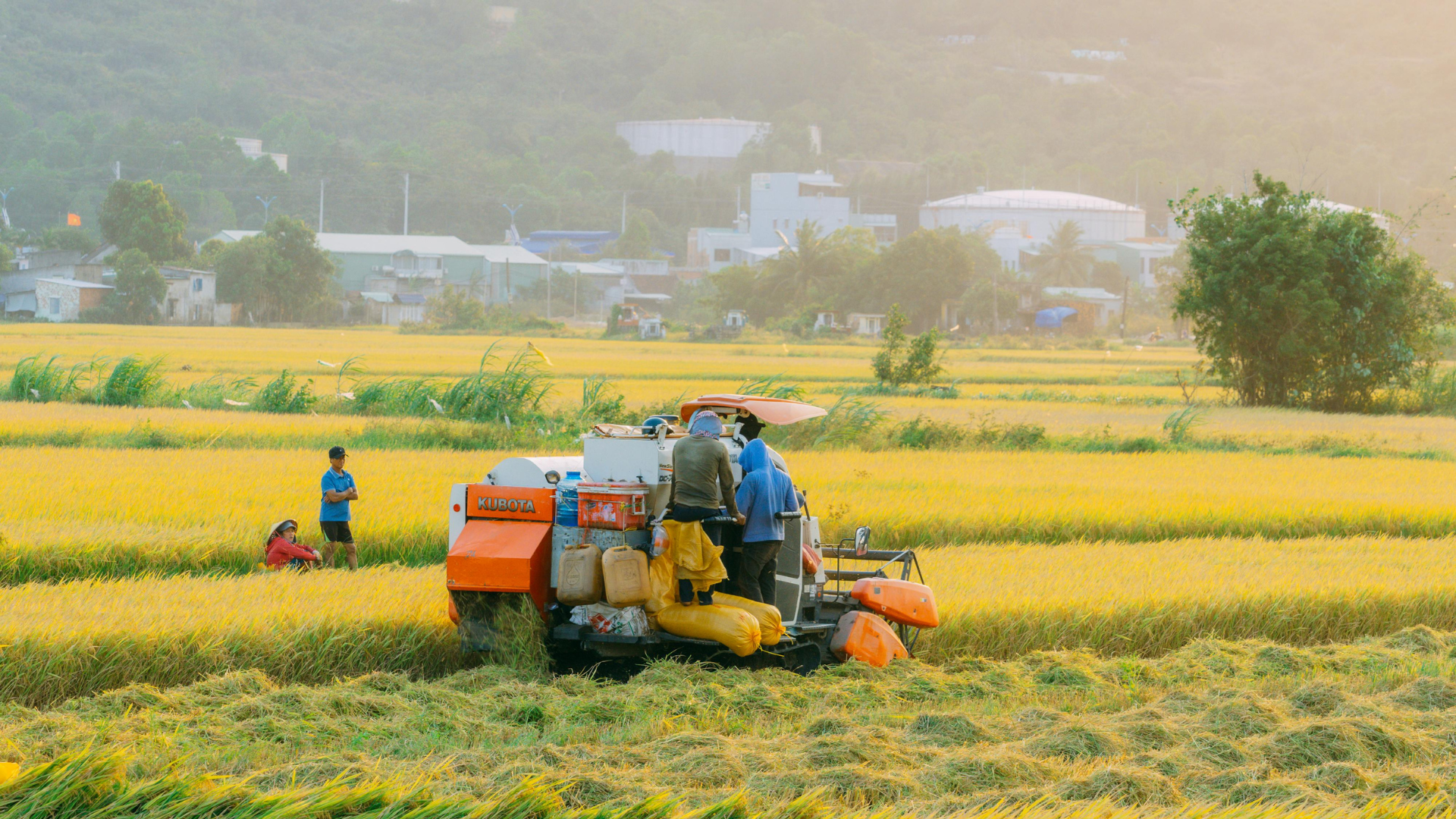 cara budidaya padi modern untuk pemula